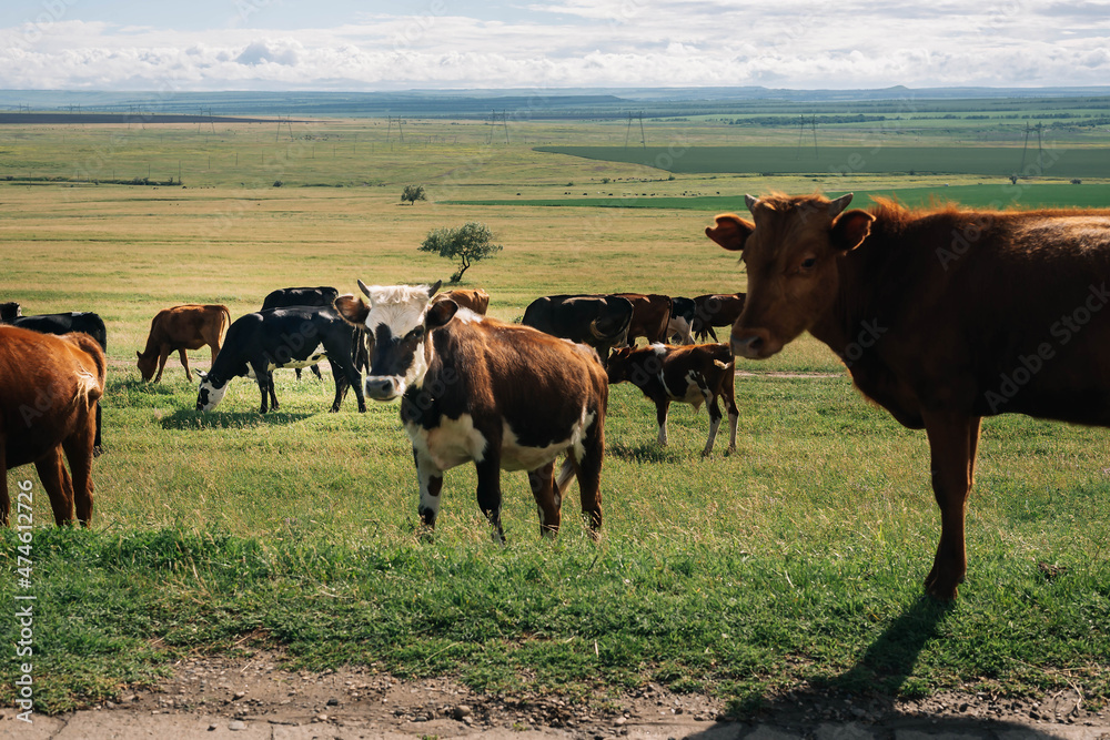 Herd of cows graze in a meadow on a sunny summer day among hills and electric storbs. Herd of cows graze in a meadow on a sunny summer day among hills and electric storbs.