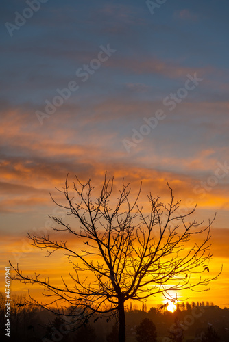 A beautiful tree whit sunrise