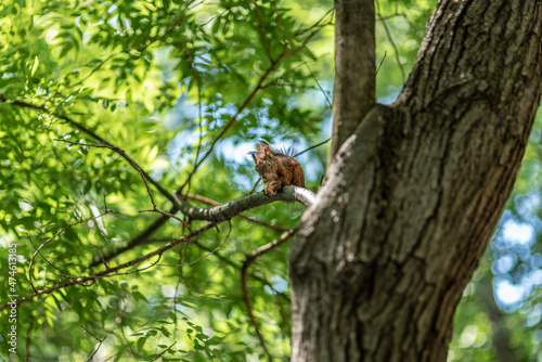 Cute squirrel on tree in the park