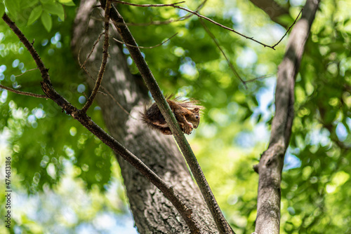 Cute little squirrel eating on a tree