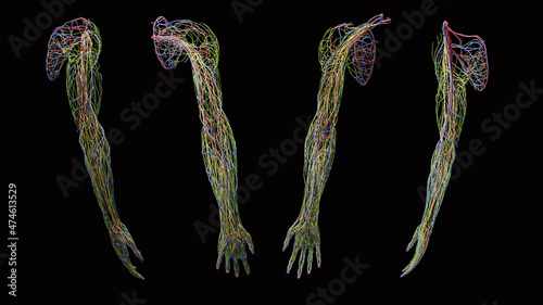 Complete Upper Extremity Vasculature, Lymphatic, and Nerve Anatomy photo