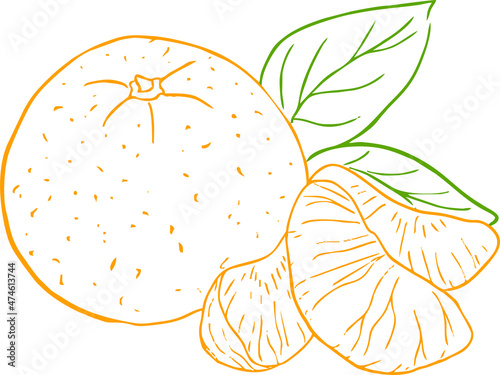 outline of a colored tangerine with a leaf. Vector illustration