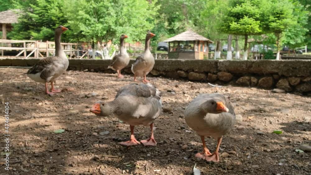Flock angry goose hissing in a bird farm close-up Flock angry goose hissing in a bird farm close-up
