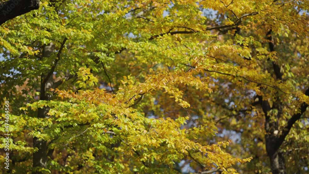 Close-up view of the bright colorful autumn foliage. Pan left. Close-up view of the bright colorful autumn foliage. Pan left.