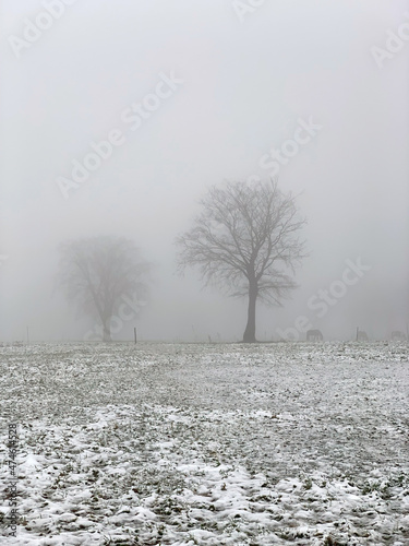 Wallpaper Mural Winternebel in der Eifel Torontodigital.ca