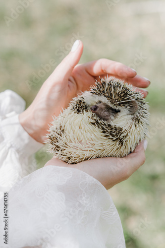 Bride in a dress holds a hedgehog in her hands