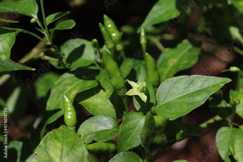 indian bird eye chilly plant which is popularly used in india.