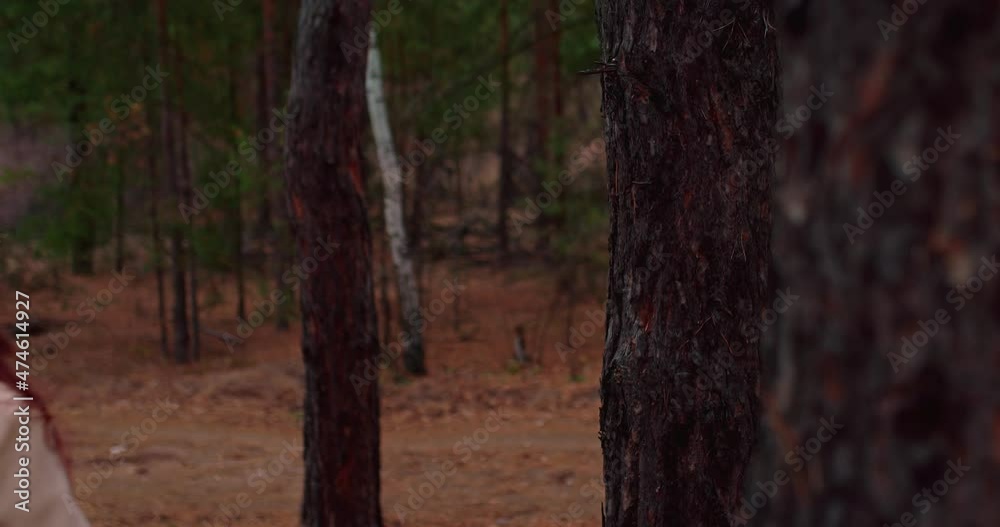 Close-up, thick tree trunks in the forest, brown tree bark. Woman touches a tree trunk with her hand and passes by it. Walk in the coniferous forest on a cool autumn day. 4k, ProRes Close-up, thick tree trunks in the forest, brown tree bark. Woman touches a tree trunk with her hand and passes by it. Walk in the coniferous forest on a cool autumn day. 4k, ProRes