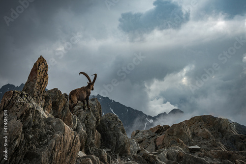 Goat seen while climbing Mont Blanc