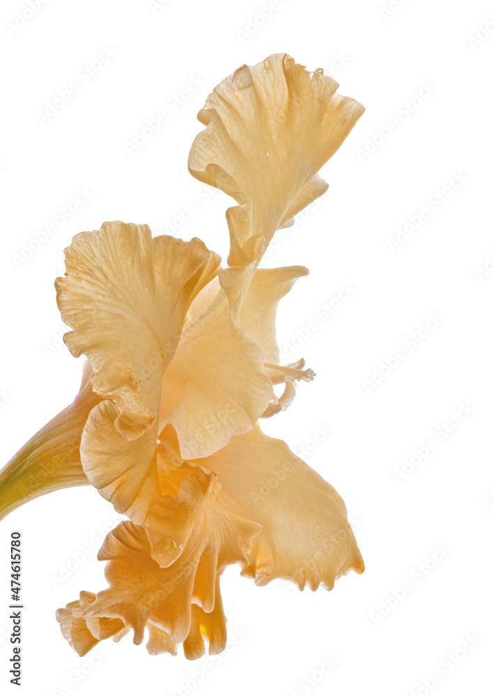 Fototapeta premium orange bright gladiolus bloom isolated on white
