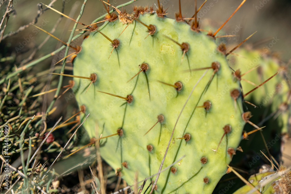 Closeup of spines on cactus, background cactus with spines Closeup of spines on cactus, background cactus with spines