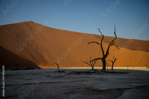 Trees of Deadvlei  Namib Desert  Namibia