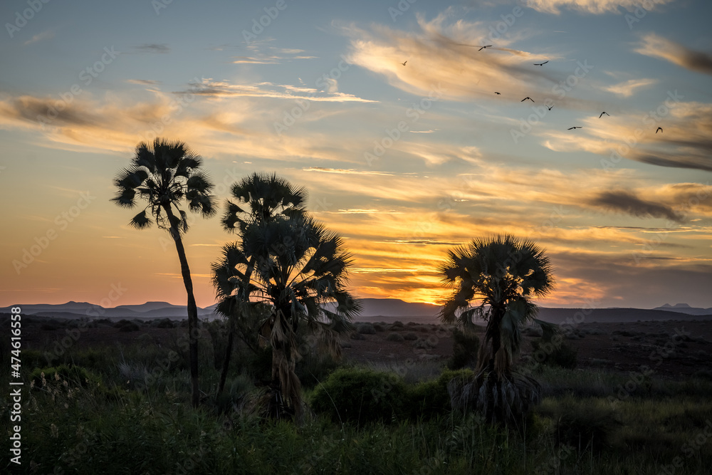 Palms of Palmwag, Namibia