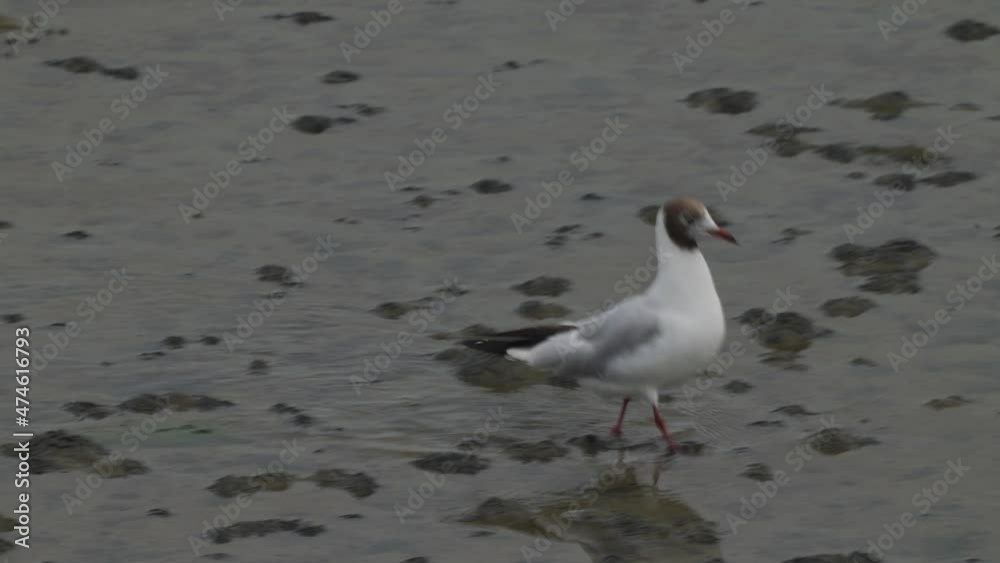 Black Headed Gull Walking Along Wet Ground At Texel. Tracking Shot Black Headed Gull Walking Along Wet Ground At Texel. Tracking Shot