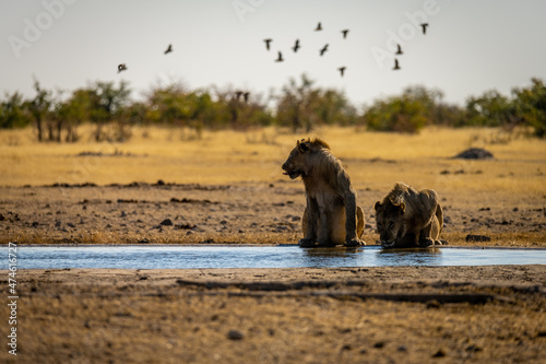 Fotografija Lions at waterhole in Etosha Park, Namibia