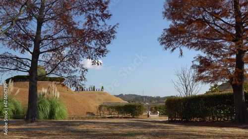 Suncheonman Bay National Garden - Beautiful Autumn landscape with Dawn redwood sequoias foliage changed to red color against clear sky photo