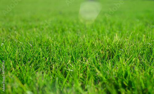 Wallpaper Mural fresh green grass in spring. Greenery in sun. Abstract natural background. Torontodigital.ca