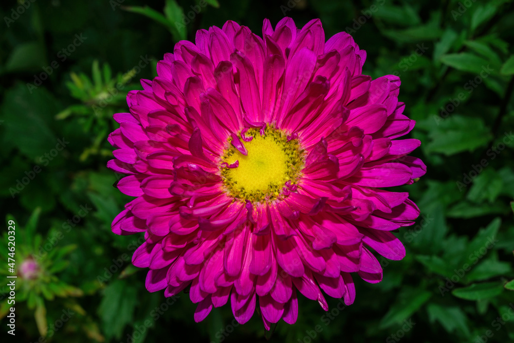 Fototapeta premium Beautiful pink astra (Latin: Aster) close up. Flower on background green leaves. Soft selective focus.