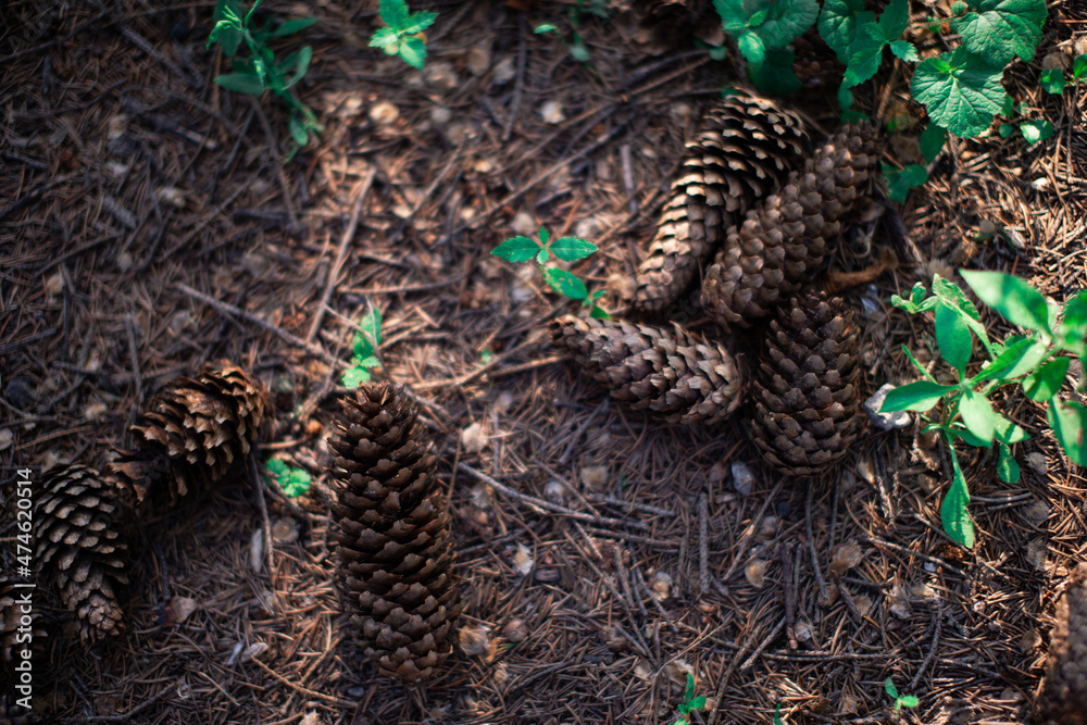 Close-up of pine cones lying on the ground. Close-up of pine cones lying on the ground.