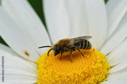 Closeup on a Davies' Cellophan bee, Colletes daviesanus , sitting on a white flower