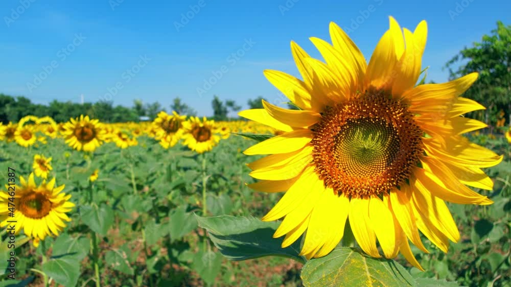 4K field of yellow sunflower flowers against a background of blue sky
4K field of yellow sunflower flowers against a background of blue sky