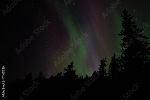 Auroras over trees, Alberta, Canada