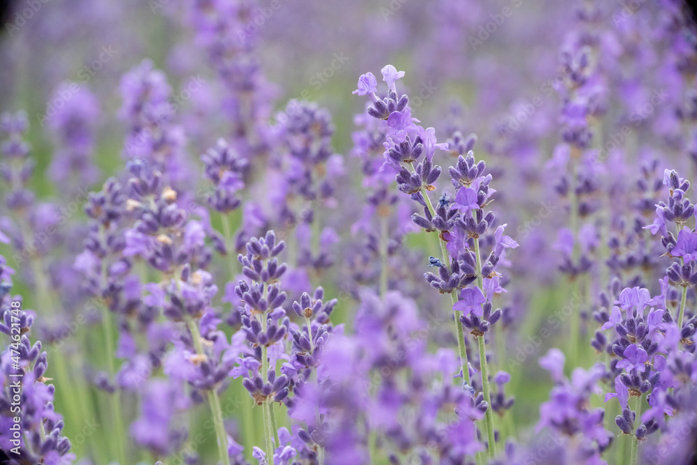 Lavender flower field, Blooming purple fragrant lavender flowers. Growing lavender swaying in the wind, harvesting, perfume ingredient, aromatherapy Lavender flower field, Blooming purple fragrant lavender flowers. Growing lavender swaying in the wind, harvesting, perfume ingredient, aromatherapy