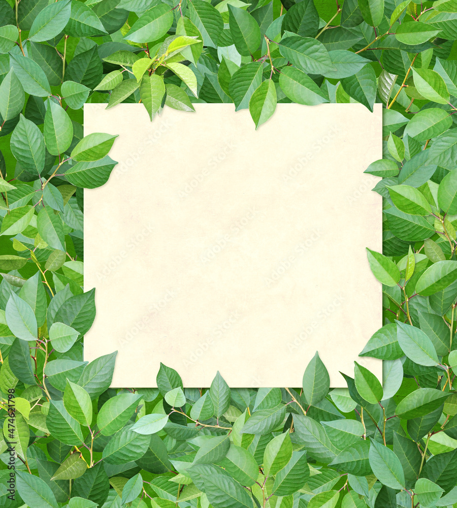 Decorative background with branches and green leaves. Summer nature background and recycled paper label Decorative background with branches and green leaves. Summer nature background and recycled paper label
