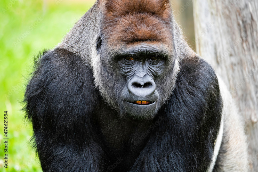Male Silverback Western Low Land Gorilla Male Silverback Western Low Land Gorilla