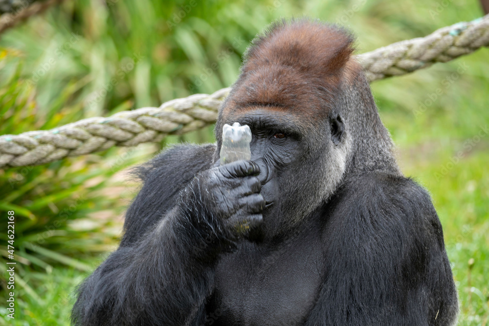 Obraz premium Male Silverback Western Low Land Gorilla eating pellets from a bottle