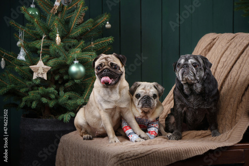 three dogs together christmas interior. New Year's mood with pet. pug in holiday at home © annaav