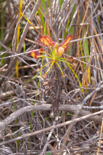 Singe plant of Drosera glabripes, a carnivorous plant, in natural habitat near Napier in the Western Cape of South Africa