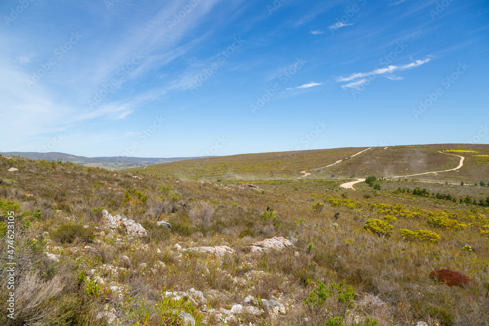 Panorama of the Fynbos landscape near Stanford in the Western Cape of South Africa