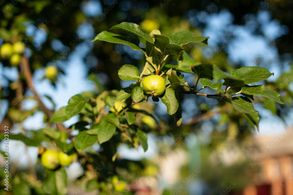 Green apple on a branch in summer. Green apple on a branch in summer.