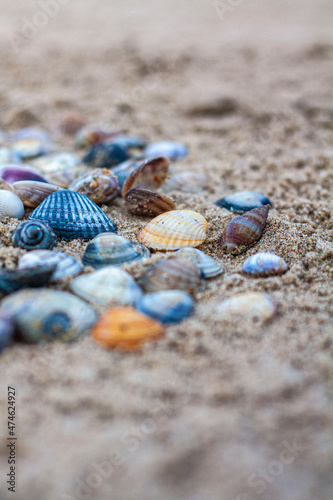 Colorful seashells on the beach