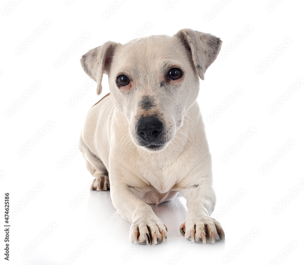 jack russel terrier