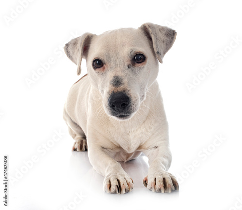 jack russel terrier