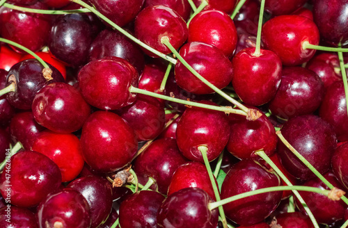 Close-up of a bunch of ripe cherries with stems Background of ripe cherries