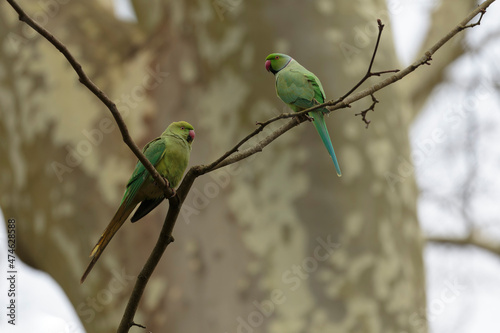 Feral population of the introduced species Psittacus krameria in France photo