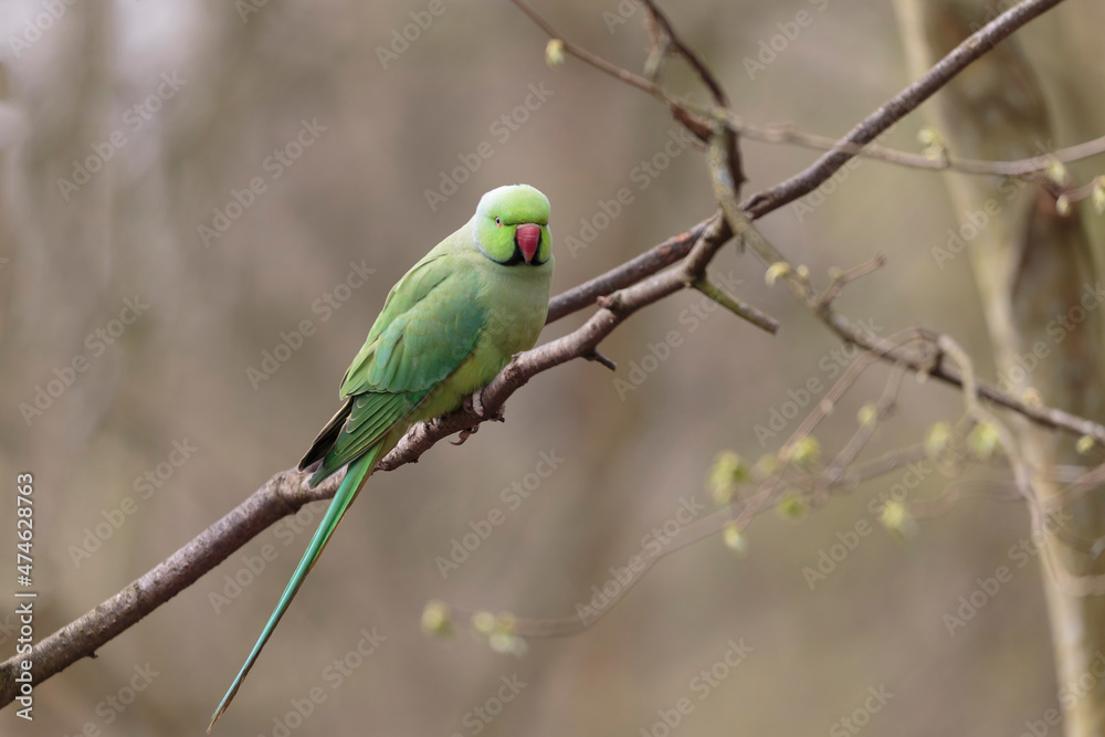 Feral population of the introduced species Psittacus krameria in France Feral population of the introduced species Psittacus krameria in France