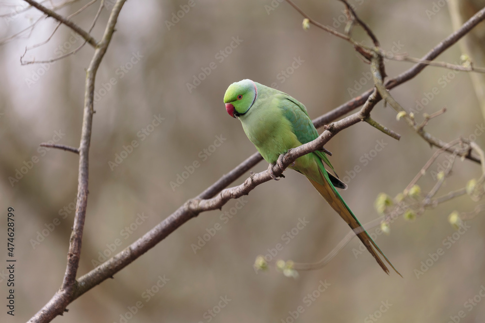 Feral population of the introduced species Psittacus krameria in France Feral population of the introduced species Psittacus krameria in France