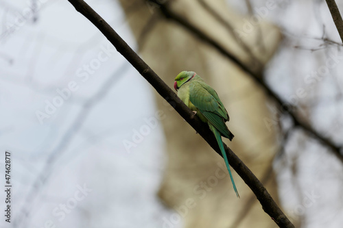 Feral population of the introduced species Psittacus krameria in France photo