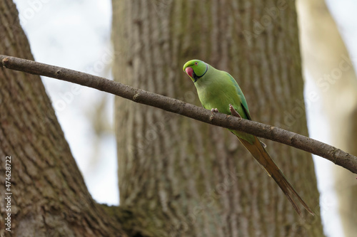 Feral population of the introduced species Psittacus krameria in France photo