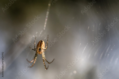 spider on the web