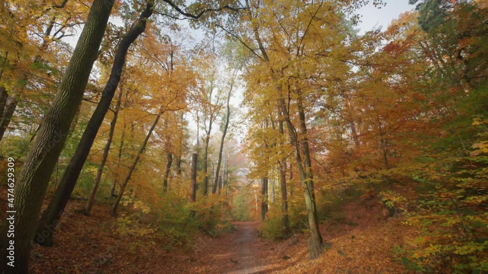 A walk along the narrow dirt trail in the autumn forest. Bright foliage against the blue sky. A walk along the narrow dirt trail in the autumn forest. Bright foliage against the blue sky.