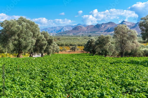 Picturesque landscape of the Messara plain with olive groves and agriculture. In the Messara in Crete olive trees, vineyards and horticultural plants are grown