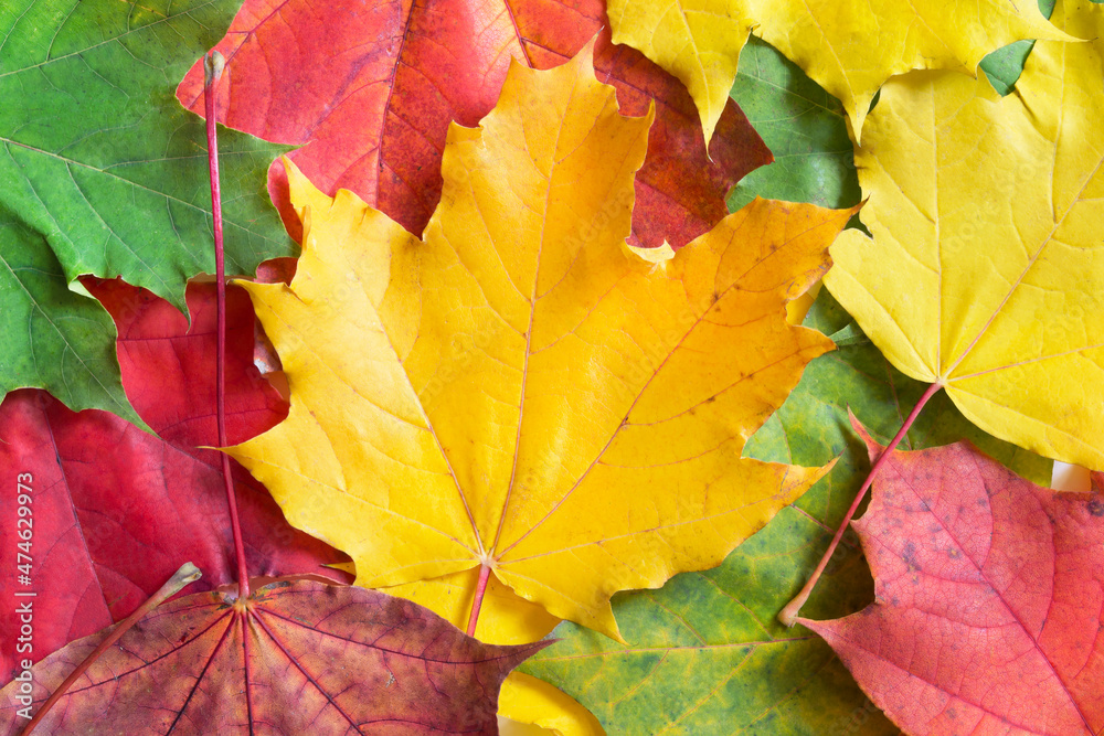 Colorful maple leaves Colorful maple leaves