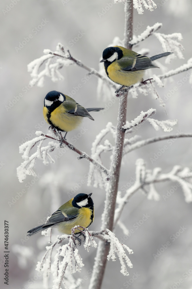 vertical background with three beautiful chickadee birds sitting on snow-covered branches in a winter park vertical background with three beautiful chickadee birds sitting on snow-covered branches in a winter park