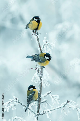 vertical background with three beautiful chickadee birds sitting on snow-cove...