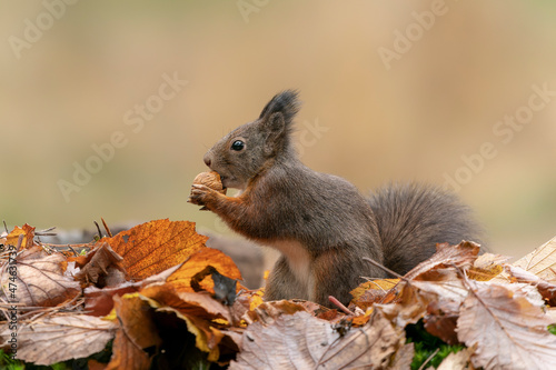 Cute hungry Red Squirrel  Sciurus vulgaris  eating a nut in an forest covered with colorful leaves. Autumn day in a deep forest in the Netherlands.         